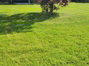 Cameron H.'s Grass Cutting service result
