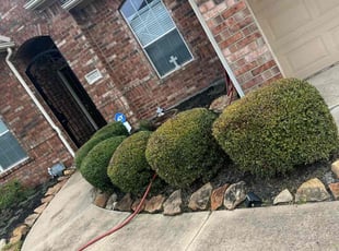Bush Trimming by Paz Silva for Michael S. in Cypress, TX