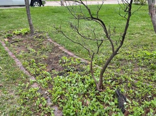 Alexandra D.'s Lawn Maintenance service result