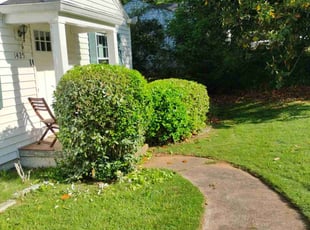 Bush Trimming by "Buddy" Johnson for Lydia H. in Atlanta, GA