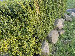 Bush Trimming by Richard Luiza Jr for Jeff M. in Everett, WA