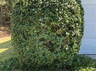 Bush Trimming by Willie Cade for Lucy S. in Lawrenceville, GA