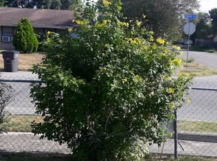Bush Trimming by Gregory Kluetz for Helen l. in San Antonio, TX