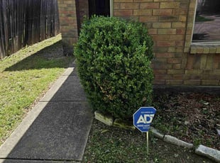 Bush Trimming by Sandro Cardoso for Aiesha D. in Grand Prairie, TX