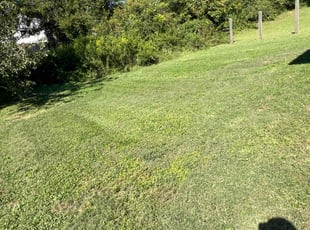 Cheryl C.'s Lawn Care service result