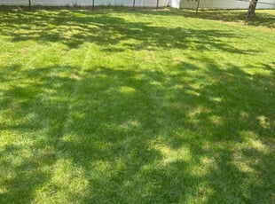 Soncia S.'s Lawn Mowing service result