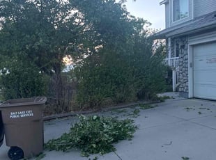 Bush Trimming by Crisbert MartΓnez for Tom Z. in Salt Lake City, UT