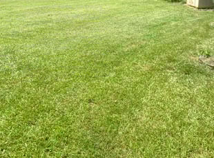 Erik S.'s Lawn Service service result