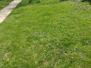 Cleanups by Daniel Burton for Michael D. in Aurora, IL