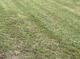 Kai N.'s Grass Cutting service result