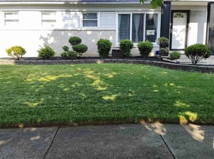 Ravisher S.'s Lawn Mowing service result