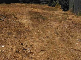 Bush Trimming by Juan Hurtado for Steve P. in Los Angeles, CA