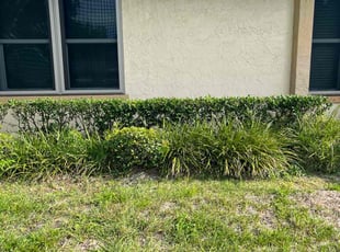 Bush Trimming by Hector Mieles for Michael M. in Orlando, FL