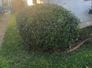 Bush Trimming by Taylor Green for Chris R. in Kenner, LA