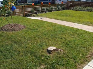 Sharon H.'s Yard Cutting service result