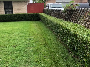 Bush Trimming by Sergio Becerra for Cathy M. in Mesquite, TX