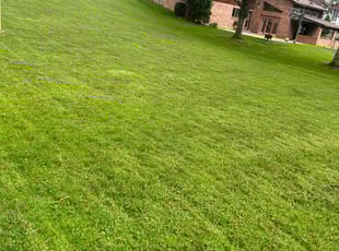 Ace P.'s Lawn Mowing Service service result