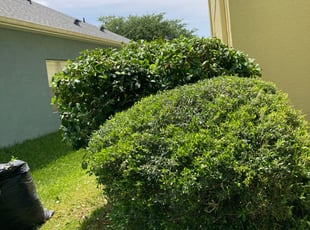 Bush Trimming by Ramon Gonzalez for Zendlath C. in Orlando, FL