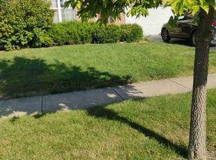 Priscilla S.'s Lawn Mowing service result