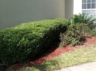 Bush Trimming by Lenny Watson for Ryan C. in Orange Park, FL