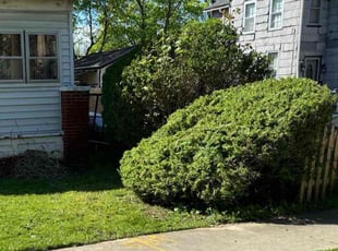 Bush Trimming by Trayvon Holt for Lorraine M. in Rochester, NY
