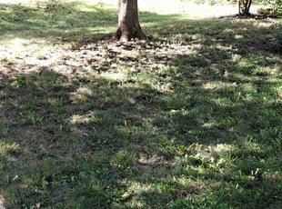 Leaf Removal by Tarah0 Reuther for Ronnie C. in Westerville, OH