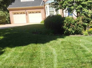 Danie D.'s Lawn Mowing service result
