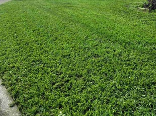 Ann S.'s Lawn Mowing service result