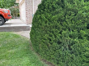 Sheila L.'s Bush Trimming service result
