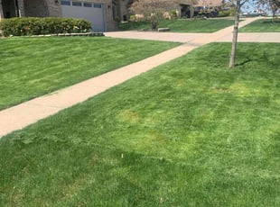 Zane A.'s Lawn Mowing service result