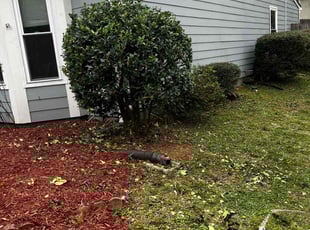 Bush Trimming by Ian Jackson for Danielle P. in Marietta, GA