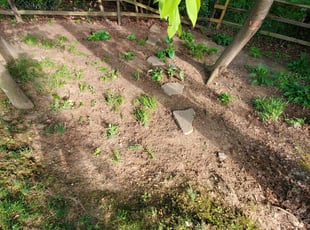 Leaf Removal by Edwin Villagran for Jisoo K. in Germantown, MD
