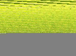 Kassie T.'s Lawn Mowing service result