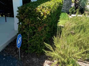 Bush Trimming by James Stuckey for Austin B. in Ocoee, FL