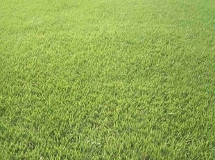 Mark S.'s Lawn Maintenance service result