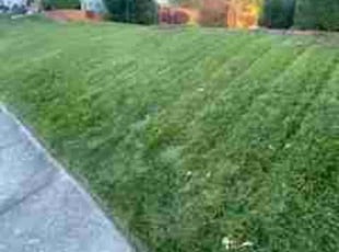 Shannon W.'s Lawn Mowing service result