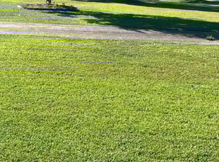 Michelle M.'s Lawn Service service result