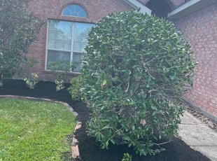 Weeding by Serafin Almanza for Victor W. in Tomball, TX