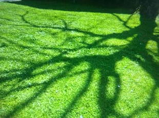 Cynthia K.'s Grass Cutting service result