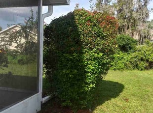 Bush Trimming by Isabel Charrez for Edward B. in New Port Richey, FL