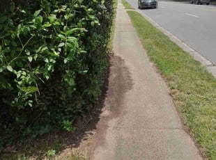 Bush Trimming by Barry Turpin for Laura H. in Charlotte, NC