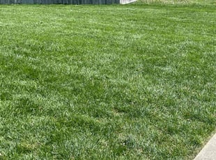 Chris F.'s Lawn Mowing service result