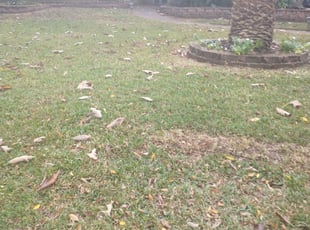 Leaf Removal by Joseph Meshell for John M. in Humble, TX