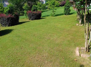 Dominique S.'s Lawn Mowing Service service result