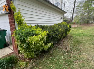 Bush Trimming by Quincy D. for Christian W. in Charlotte, NC