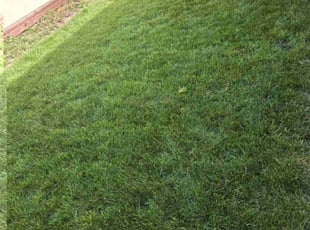 Mark S.'s Lawn Care service result
