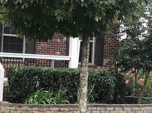 Bush Trimming by James (Cranders) Neely Jr for Scott B. in Fort Mill, SC