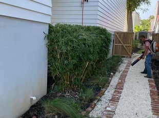Bush Trimming by William Sellers for Morgan . in Charleston, SC