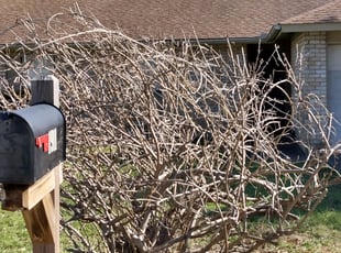 Bush Trimming by Gregory Carter for Bonnie L. in Round Rock, TX
