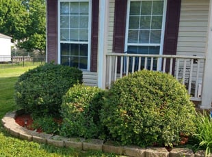 Bush Trimming by Erik Carvotta for Margaret C. in White House, TN